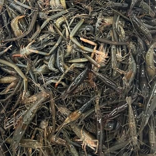 テナガエビ 天然 冷凍 高知産 浜から直送 宇和海の幸問屋 (500g)