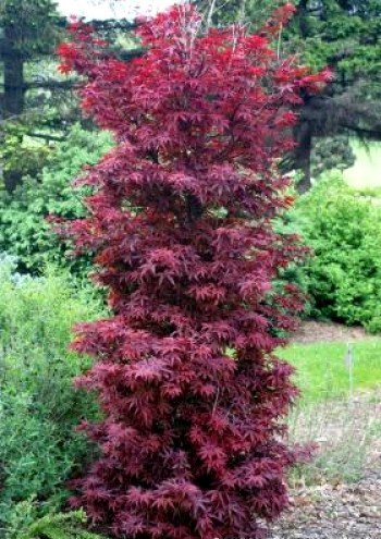 Amazon.com : Twombleys Red Sentinel Japanese Maple 2 - Year Live