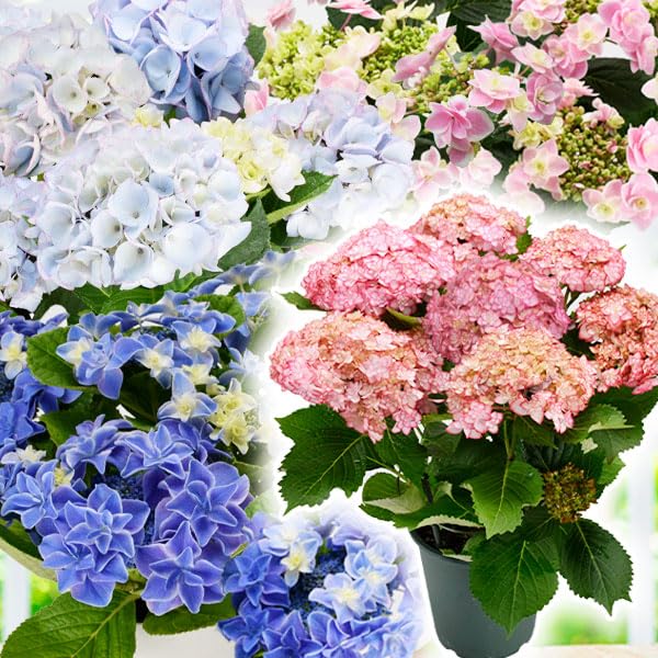 【特選】　アジサイ　リクエストアソート　3鉢　紫陽花 Amazon.co.jp: アジサイ 鉢花 お買得 紫陽花おまかせ福袋 (花色