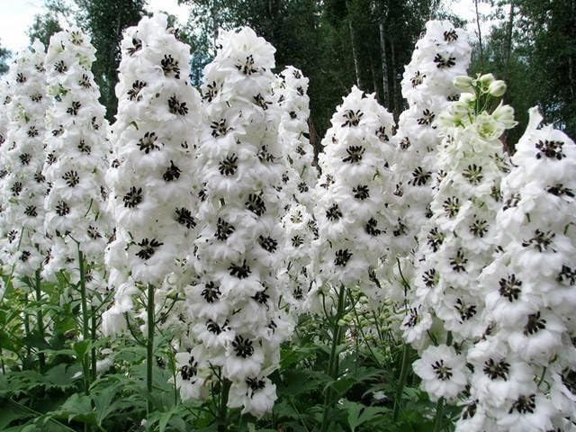 Rittersporn 'White with Dark Bee' Riesen Delphinium -frosthart, weiss, hohe