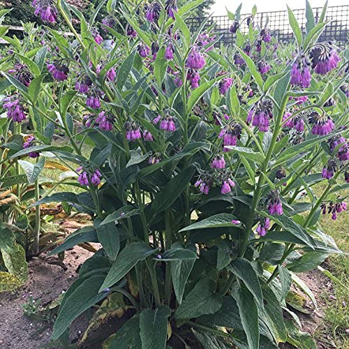 Mature Comfrey Plants, Bare Root x2 Bocking 14 Symphytum x uplandicum
