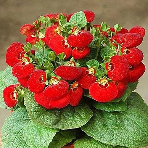 semi Calceolaria herbeohybrida da ufficio perenne resistente selvaggio, autunno, primavera perenne interni esotici selvaggio balcone 200pcs