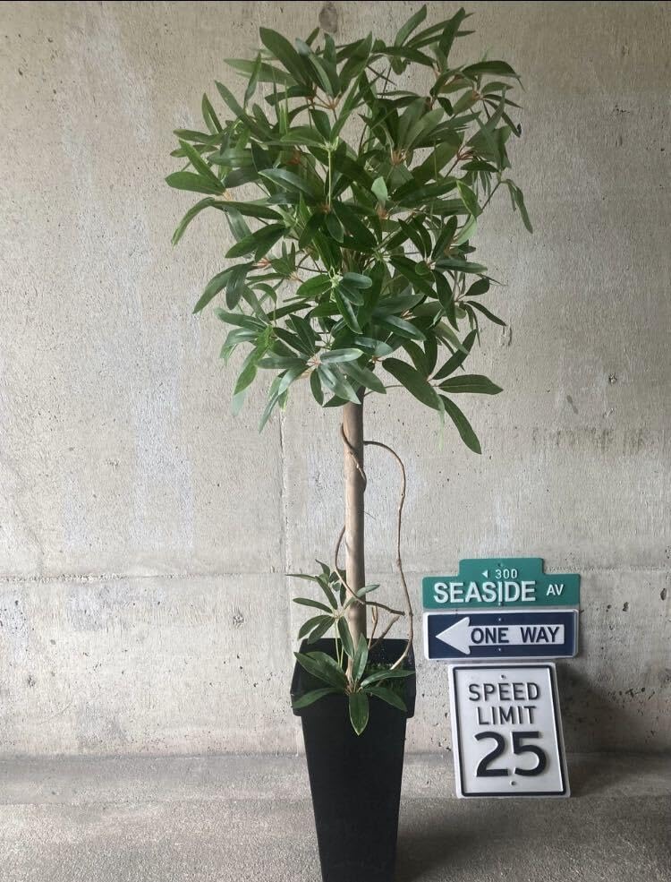 光触媒　人工観葉植物　ウォールグリーン　フェイクグリーン　シェフレア123t'P Amazon｜触媒 人工観葉植物 ウォールグリーン フェイクグリーン