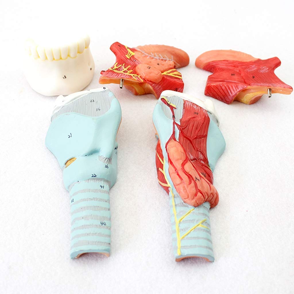Modèle d'enseignement, modèles scientifiques d'anatomie humaine - Modèle de langue anatomique attaché à la gorge - Muscle anatomique du larynx et cavité laryngée - Peinture à la main avancée pour l'ai