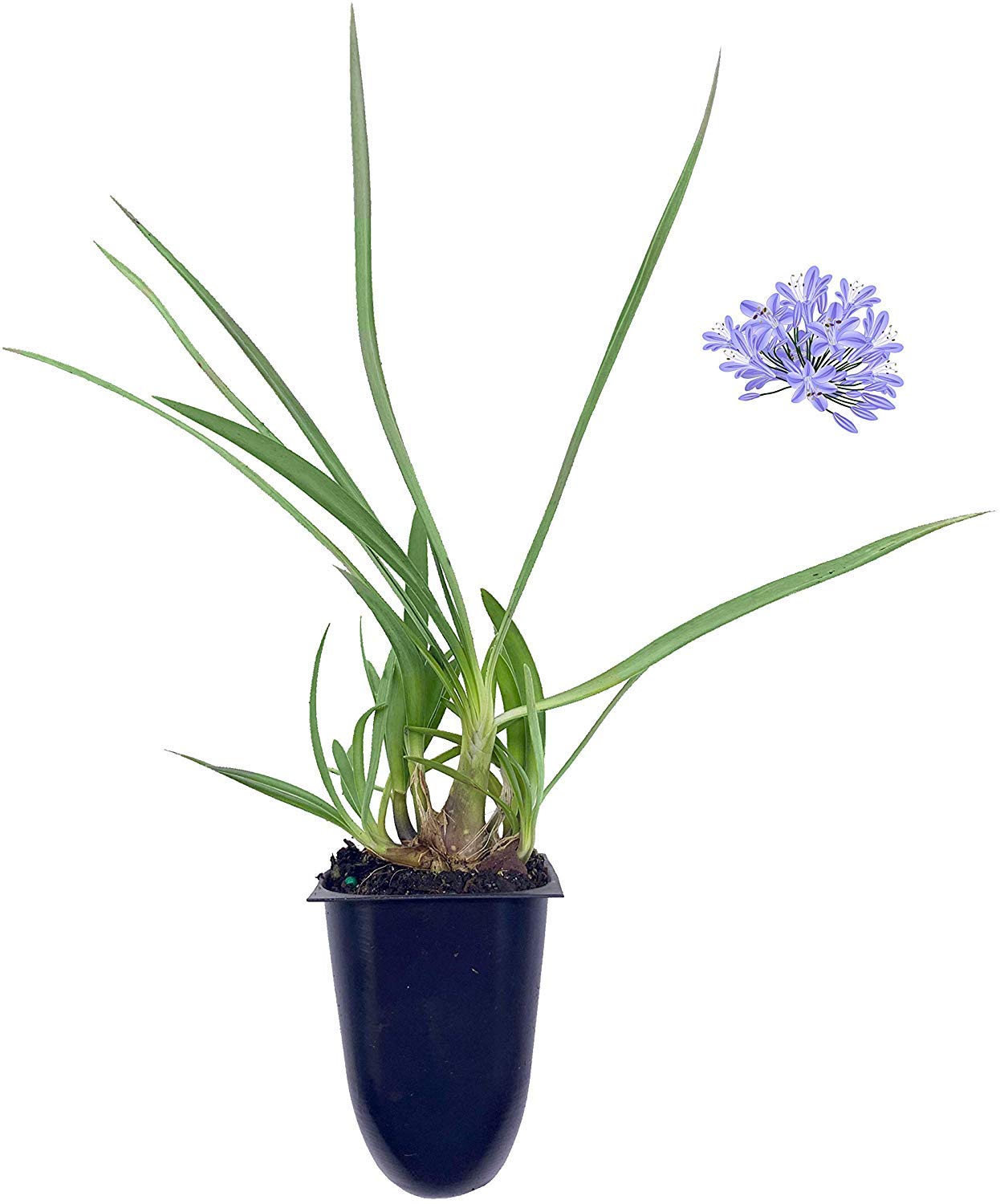 Dwarf Agapanthus Peter Pan