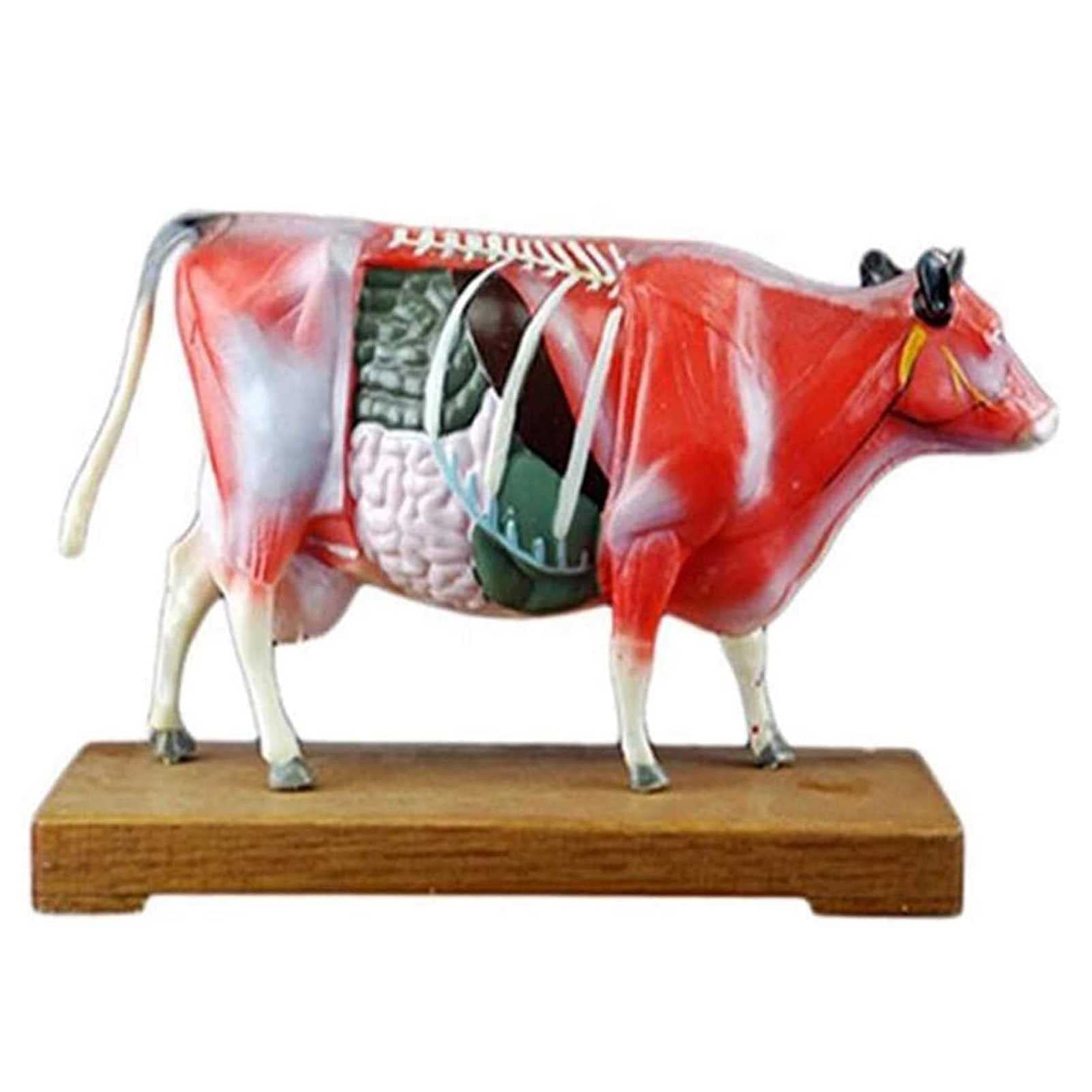 Gitdot Cattle Acupuncture Model, Anatomy Model Cow Meridian Diagram Model - Animal Anatomy Traditional Medicine Livestock Organ Anatomical Teaching for Students