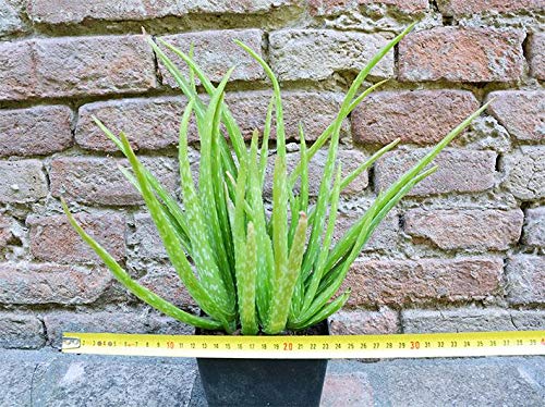 Aloe vera var. chinensis caespitosa 30 cm, cactus, plante succulente