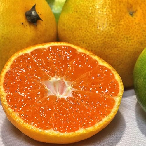 宇和の南風 みかん 愛媛県産 10kg 極早生グリーン品種 3S〜Sサイズ 小玉限定 JAえひめ南 光センサー みなみかぜ 早生 宮川等