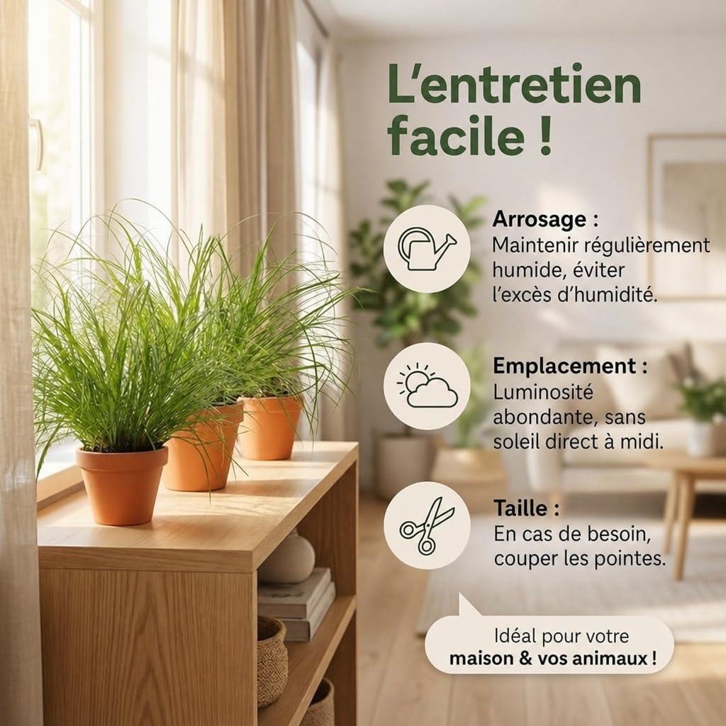 Lot de 7 plantes “Herbe à chat”, +/- 20–30 cm, ø 10–15 cm pot, 7x Herbe à chat pour la maison et le bureau, non toxique & sans danger pour les animaux, qualité du professionnel des plantes