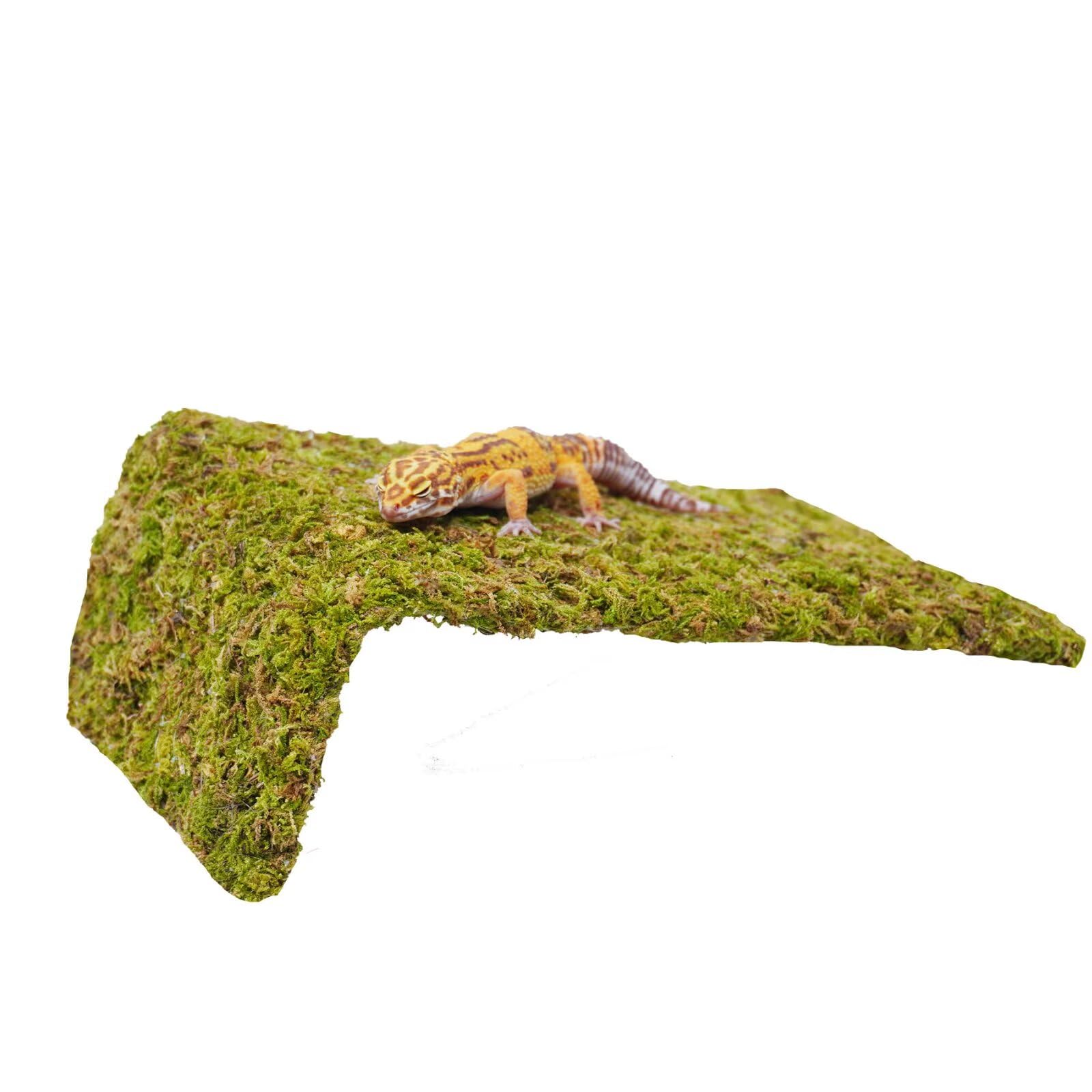 Jinymral Leopard Gecko Tank Accessories - terrarium accessories | Mubboo