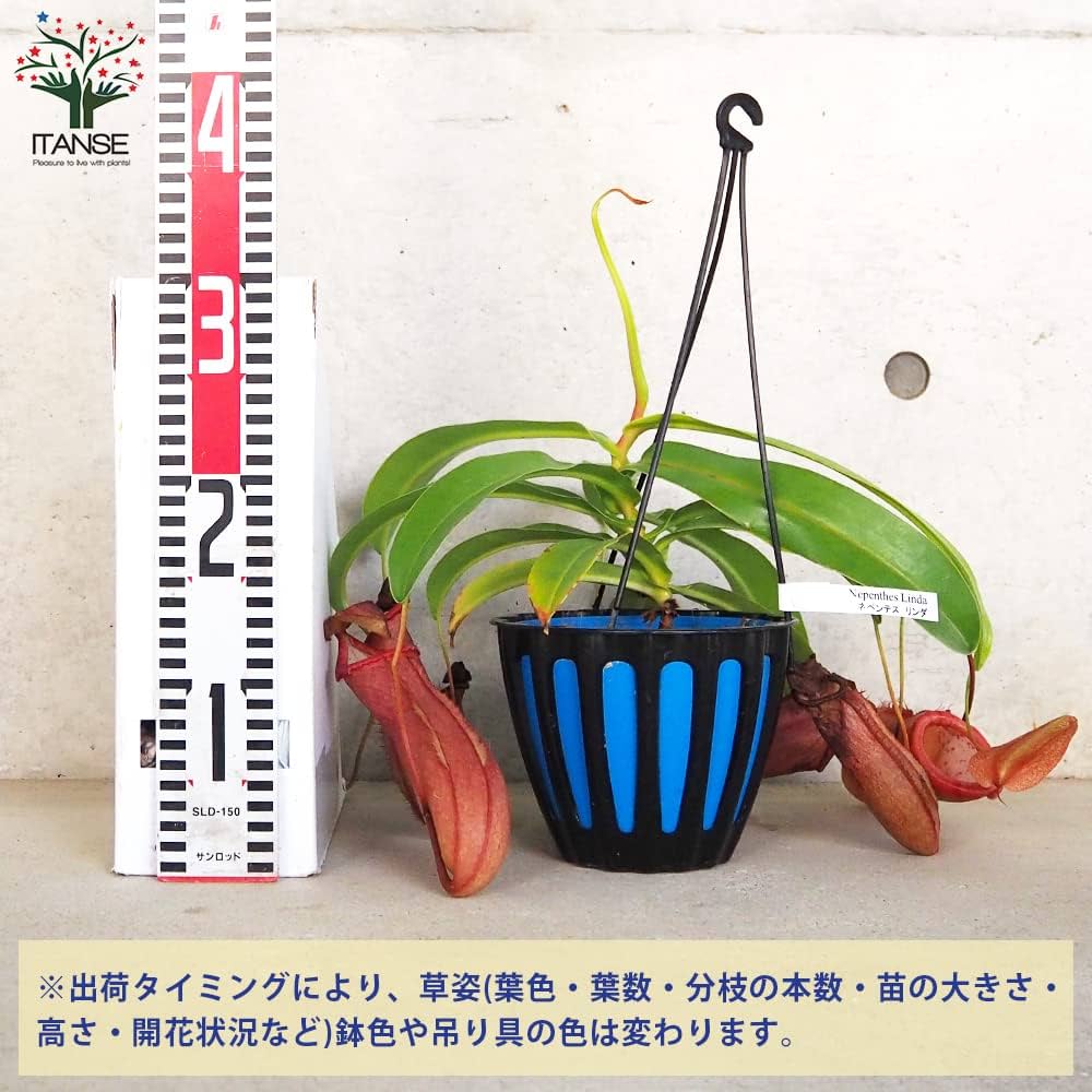 Amazon.co.jp: ネペンテス リンダ 5号吊り鉢【品種で選べる食虫植物 Amazon.co.jp: ネペンテス リンダ 5号吊り鉢【品種で選べる食虫植物