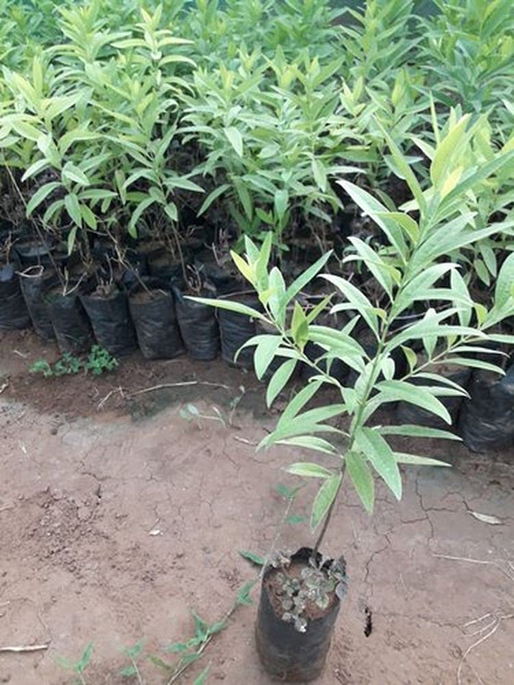 LIVE GREEN Plant Seeds | White Chandan – Sandalwood Plant Seeds For Garden (20 Seeds Pack), multicolor (LG-SMFD-FL351) (B099KBTFQT) Amazon Price History, Amazon Price Tracker