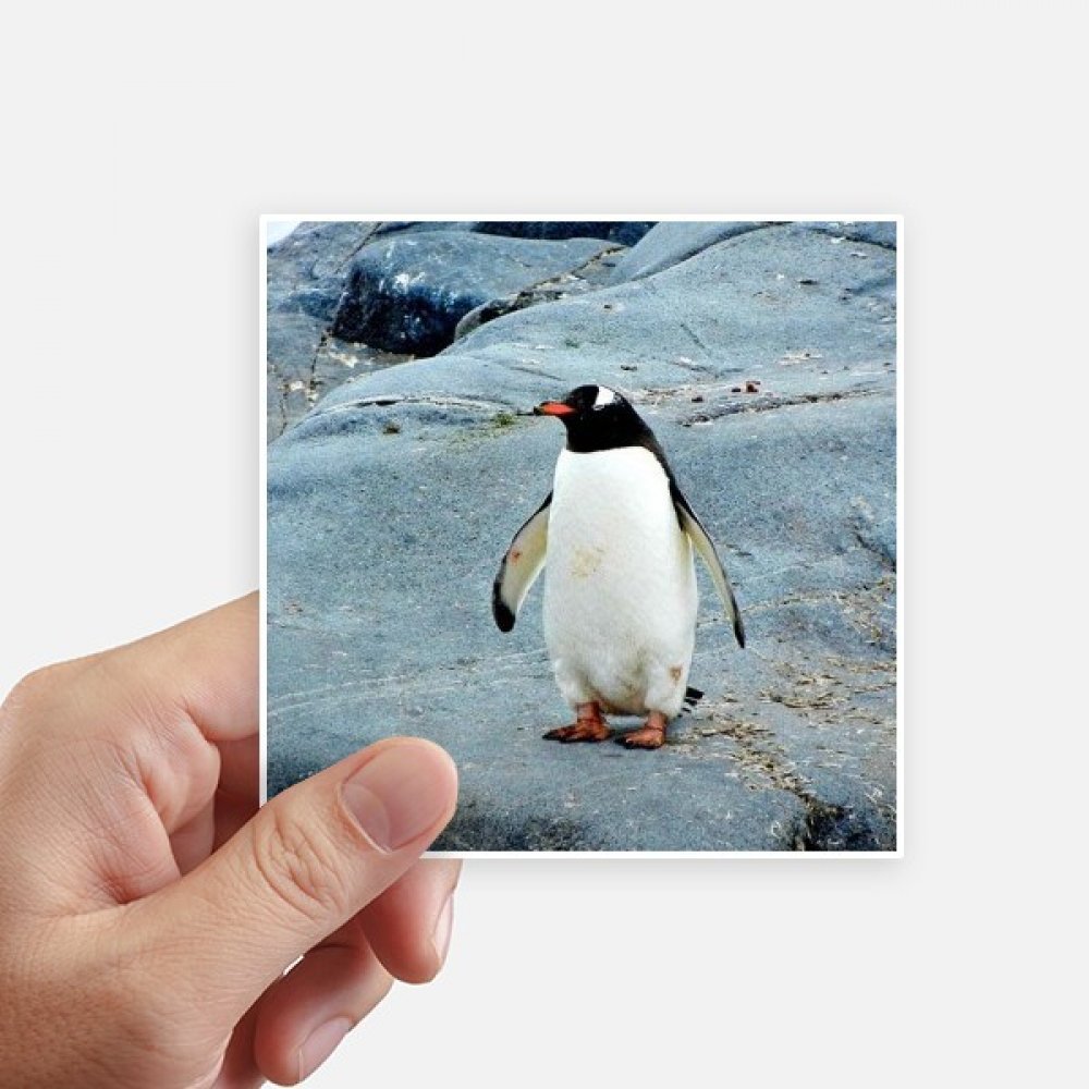 Sticker pingouin antarctique multicolore 10cm étanche pour valise 8pc