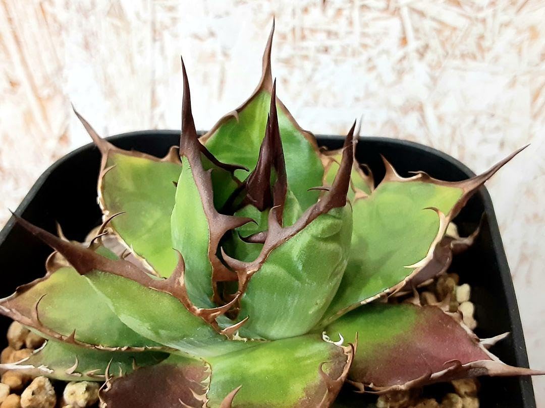 Amazon.co.jp: アガベ ホリダ 実生 超短葉 プレステラ90 ジャギジャギ  