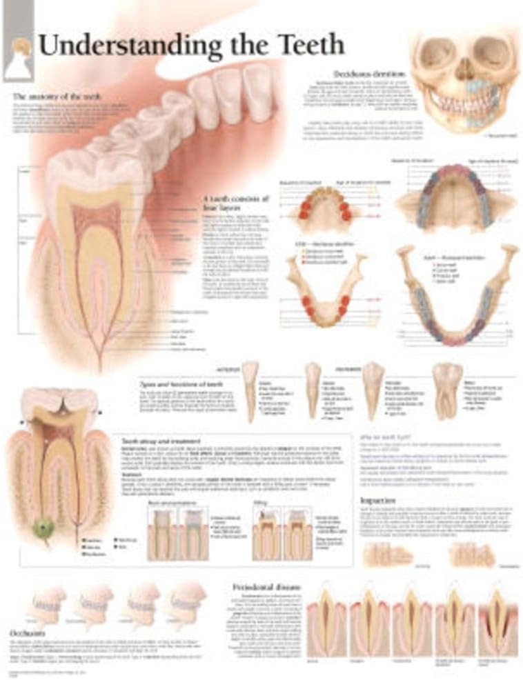 Understanding The Teeth chart: Wall Chart