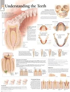 Understanding The Teeth chart: Wall Chart
