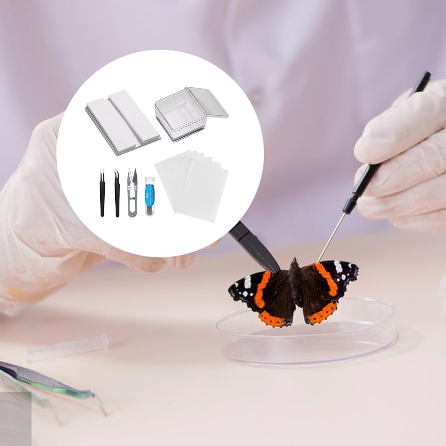 国内蝶標本‼️ 確認用 国内蝶標本‼️ 確認用 国内蝶標本‼️ 確認用 楽天市場】蝶標本