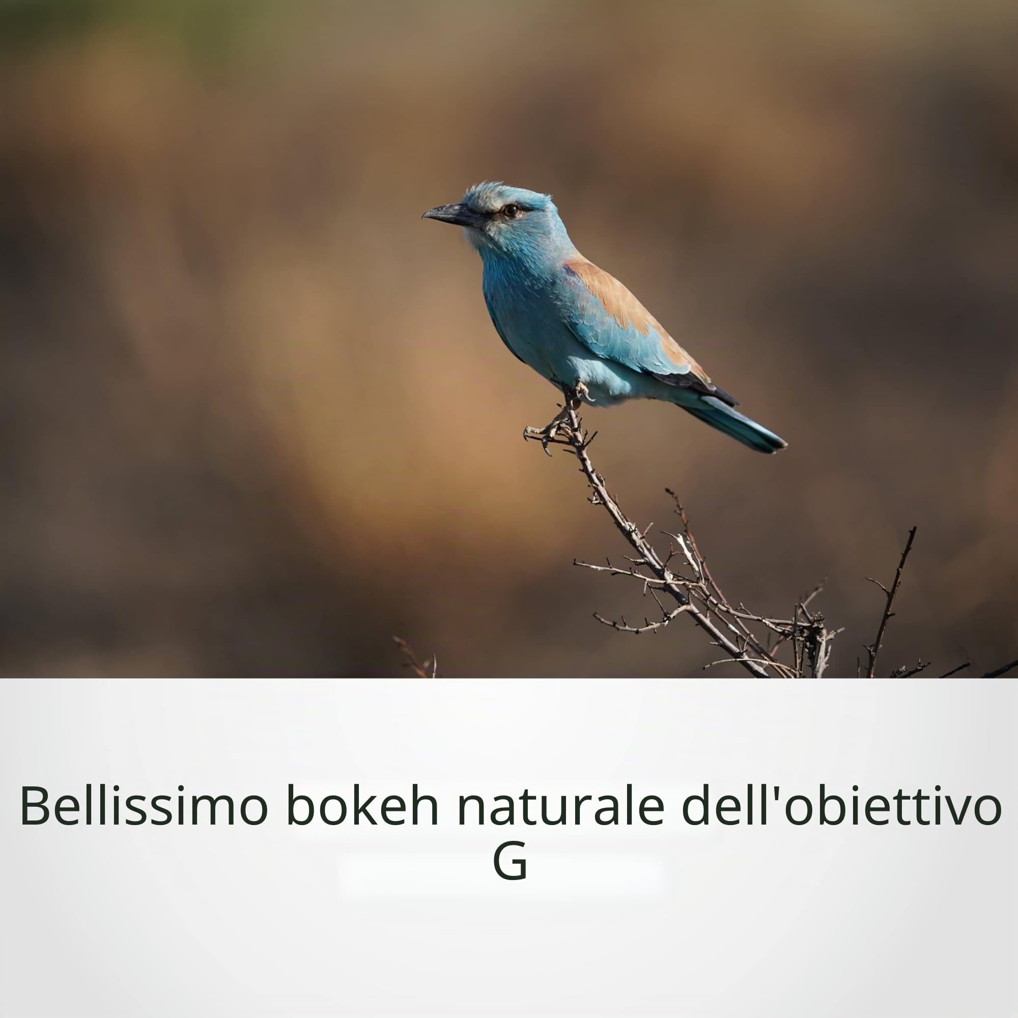 Sony SEL200600G – Teleobiettivo 200-600 mm F5.6-6.3 G per full frame e APS-C (ampia portata, attacco E-mount, ideale per sport e fauna selvatica, compatibile con la serie A7, ZV-E10, A6400, A6700)