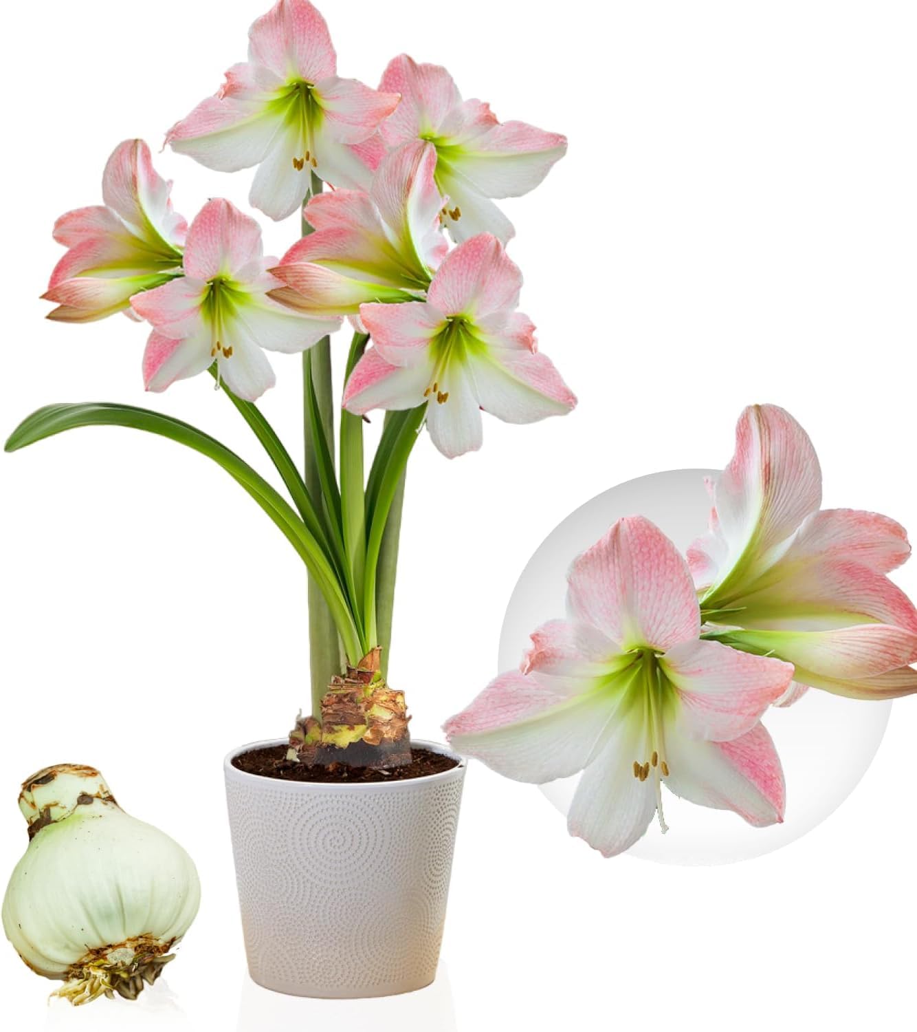 3 Bulbi Di Amaryllis (Hippeastrum) Giganti 26/28 Cm Dall'Olanda – Fiori Grandi 50-70 Cm, Piante Da Interno Di Qualità