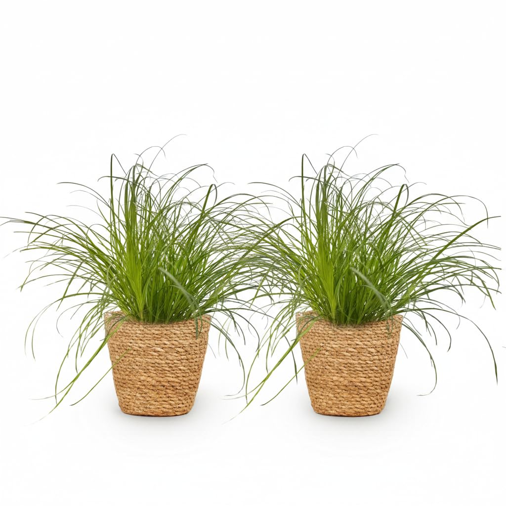 Planta Cyperus Zumula, Hierba para Gatos, Verde, Pack de 2 con Cesta