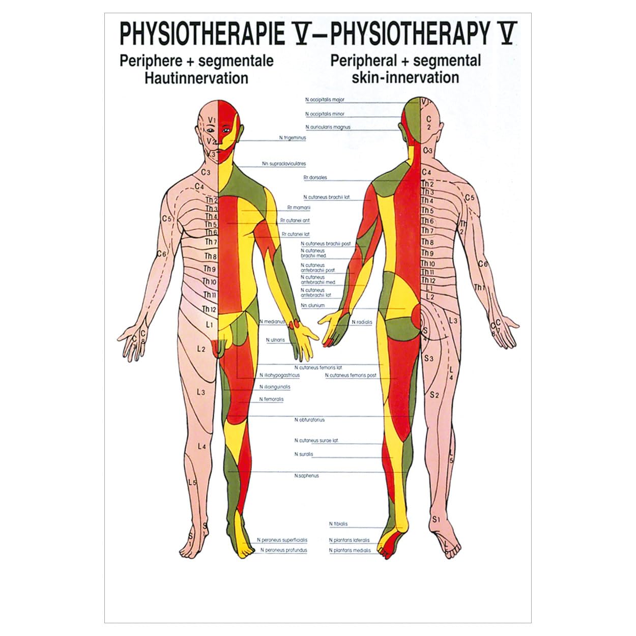Rüdiger Hautinnervation Poster Anatomie 70x50 cm medizinische Lehrmittel