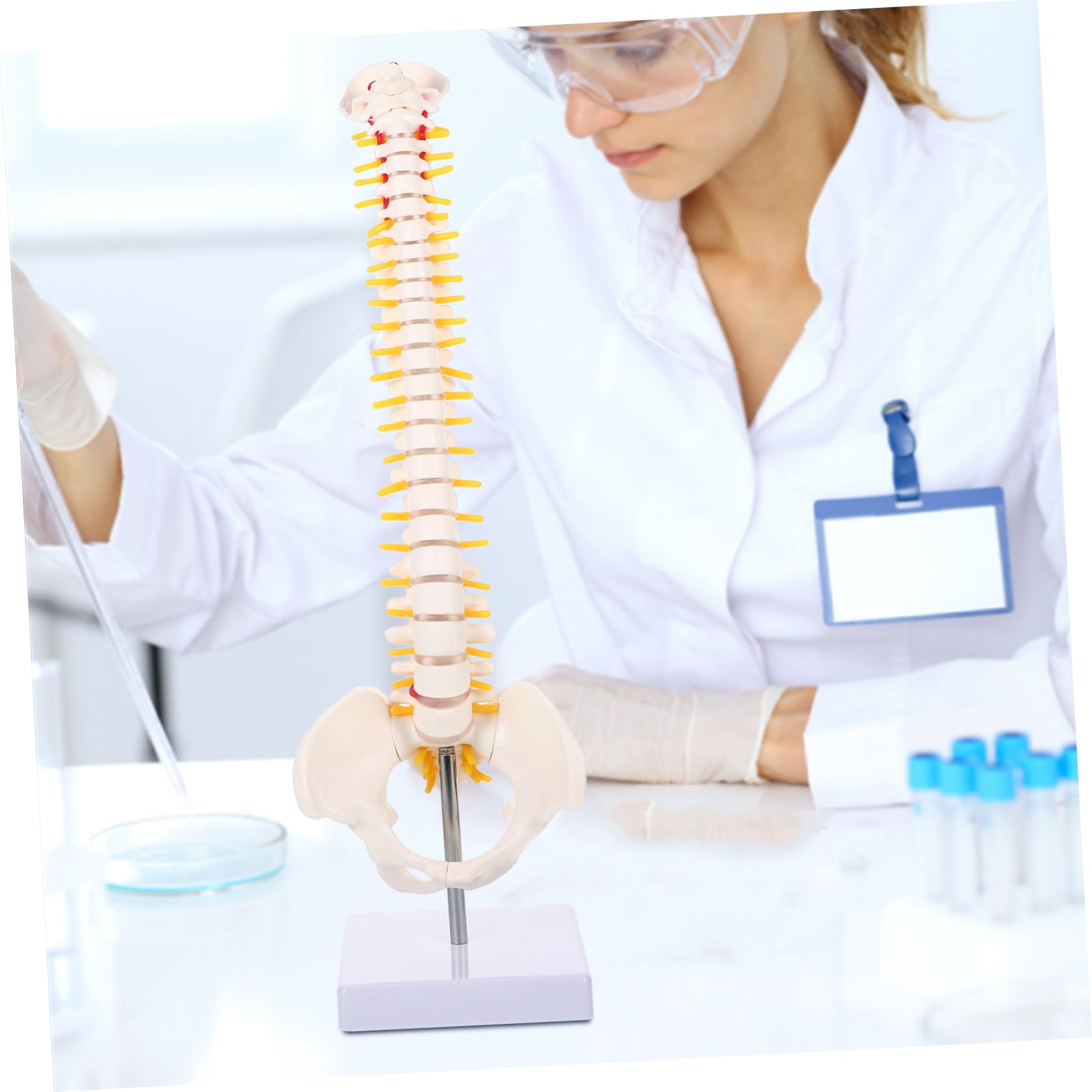 Modello Anatomico di Colonna Vertebrale in Pvc Bianco da 45cm Superficie Liscia e Dettagli Anatomici per Studio e Esposizione Didattica