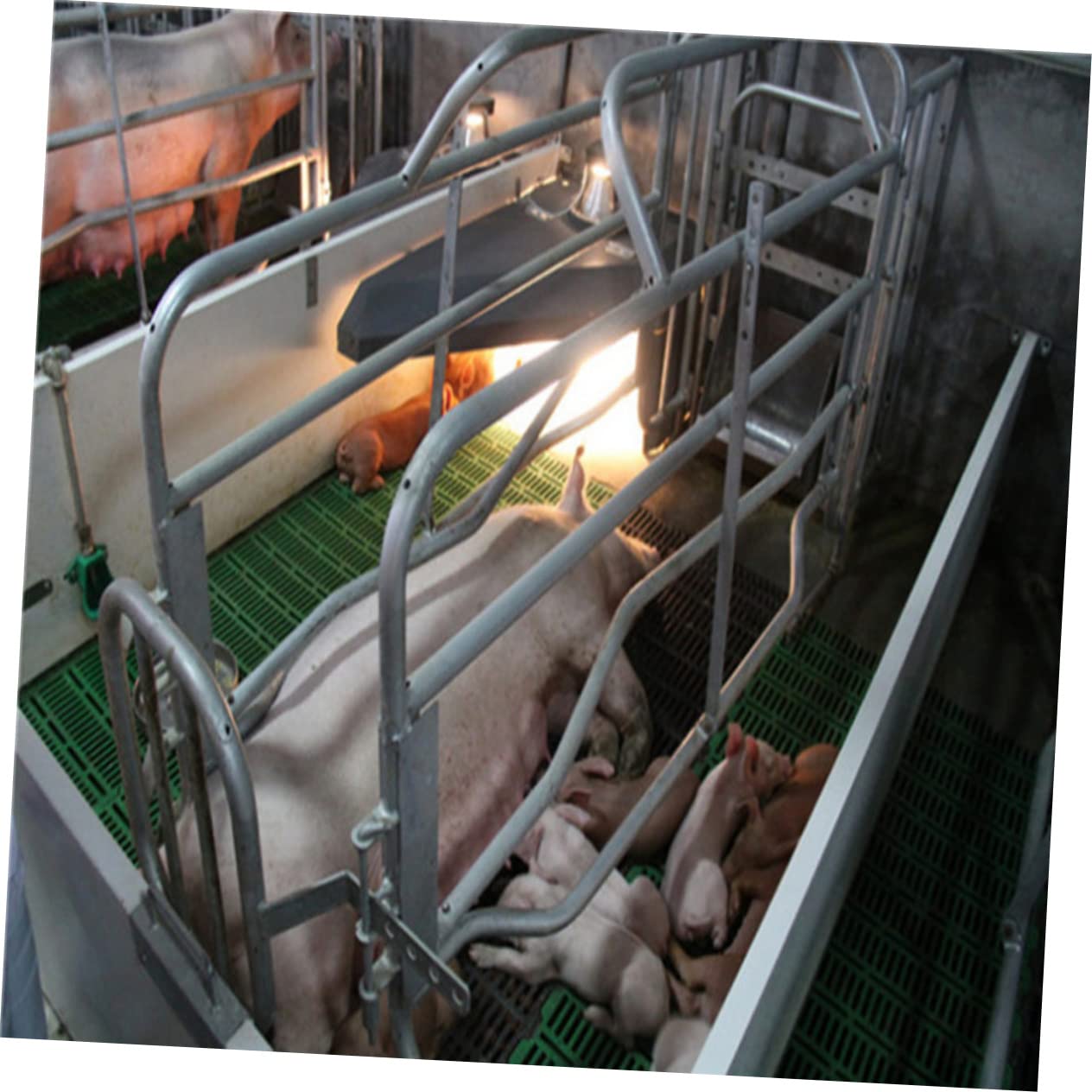 Bebedero para Cerdos 3 Piezas Acero Inoxidable y Plástico Verde | Uso en Granja, para Ganado y Porcinos, Cuenco de Agua para Cabras y Ovejas, Suministro Automático