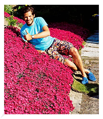 BALDUR Garten Winterhart Bodendecker-Nelke Vivid®, 3 Pflanzen winterharte Polsterstaude Gartennelke, mehrjährig, pflegeleicht, Wasserbedarf gering,...