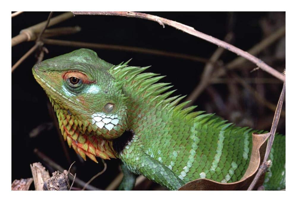 Artworks Italia Lizard portrait, Sinharaja Biosphere Reserve, Sri Lanka-Paper Art-26"x18"