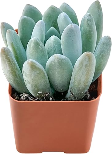 Crassula rubricaulis rara de 2 pulgadas, suculentas vivas de caña de caramelo, plantas suculentas vivas completamente enraizadas, mini planta de