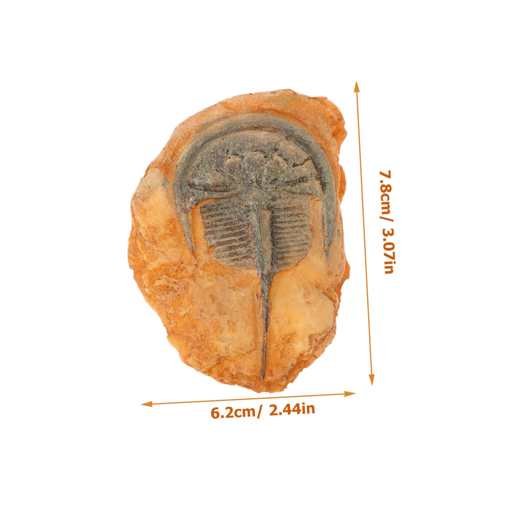 KICHOUSE Insect Insect Ornament Paleontological Specimen Insect for Specimen Paleontological Insect Teaching Insect Resin