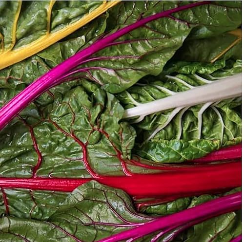 Rainbow Mix Acelga - Deliciosa y nutritiva - Aproximadamente 175 semillas