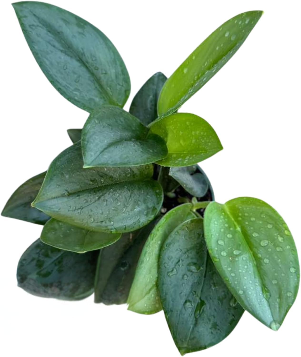 PLANTVERS Scindapsus Treubii ‘Moonlight’ in 4" Grow Pot – Rare Silver-Green Vining Plant – Trailing Indoor Plant - Air Purifying Plant - Tropical Houseplant