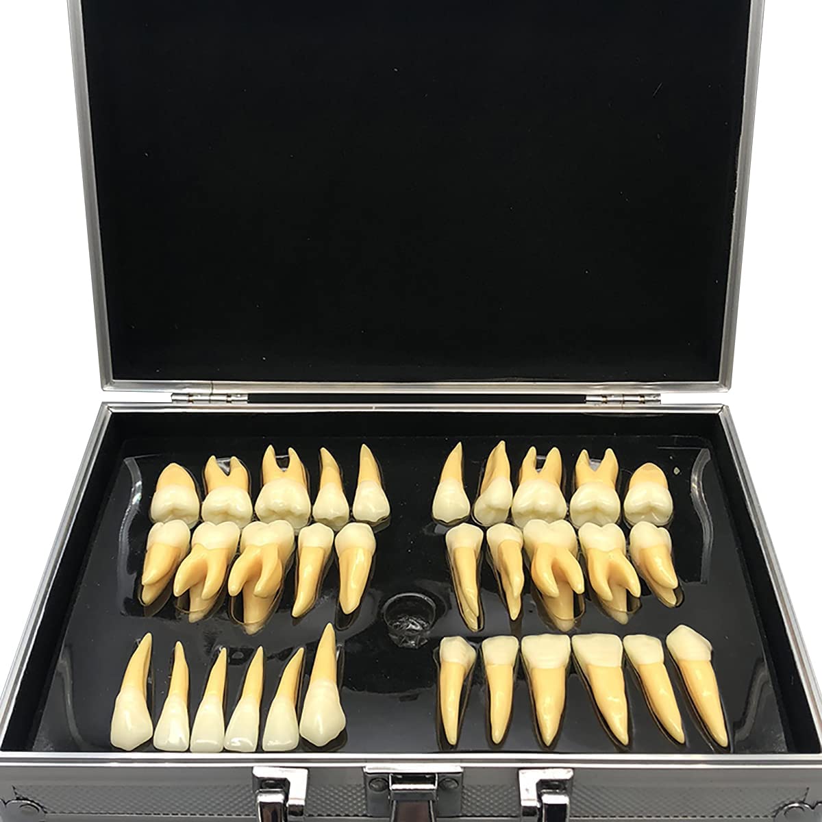 Modelo anatómico de Dientes permanentes Bicolor con Tallado Tridimensional de 32 Dientes para odontología, formación en odontología Oral.