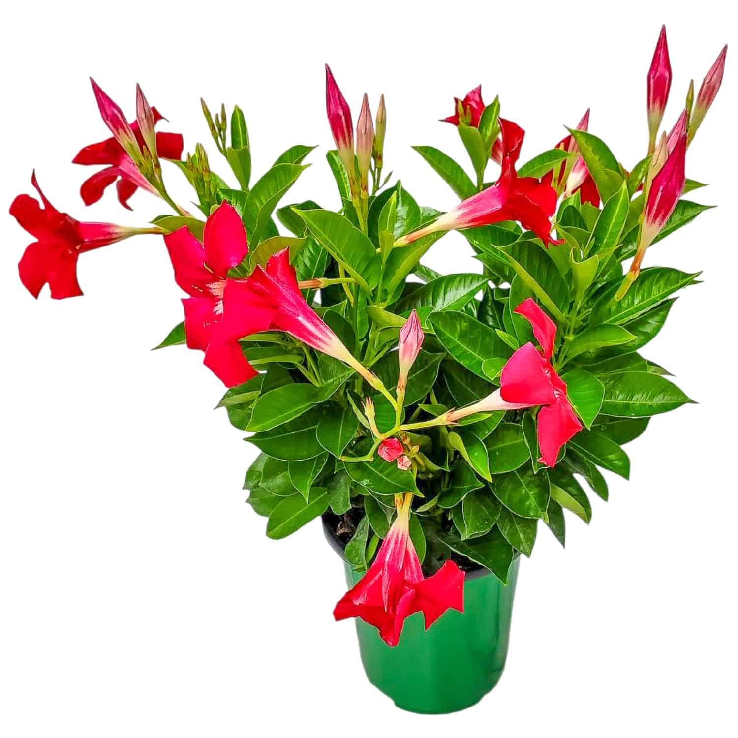 Coral Dipladenia Bush