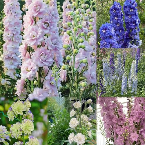 Semillas de delphinium, perenne resistente del jardín perennes perenne resistente, de interior semillas delphinium exótico 200pcs