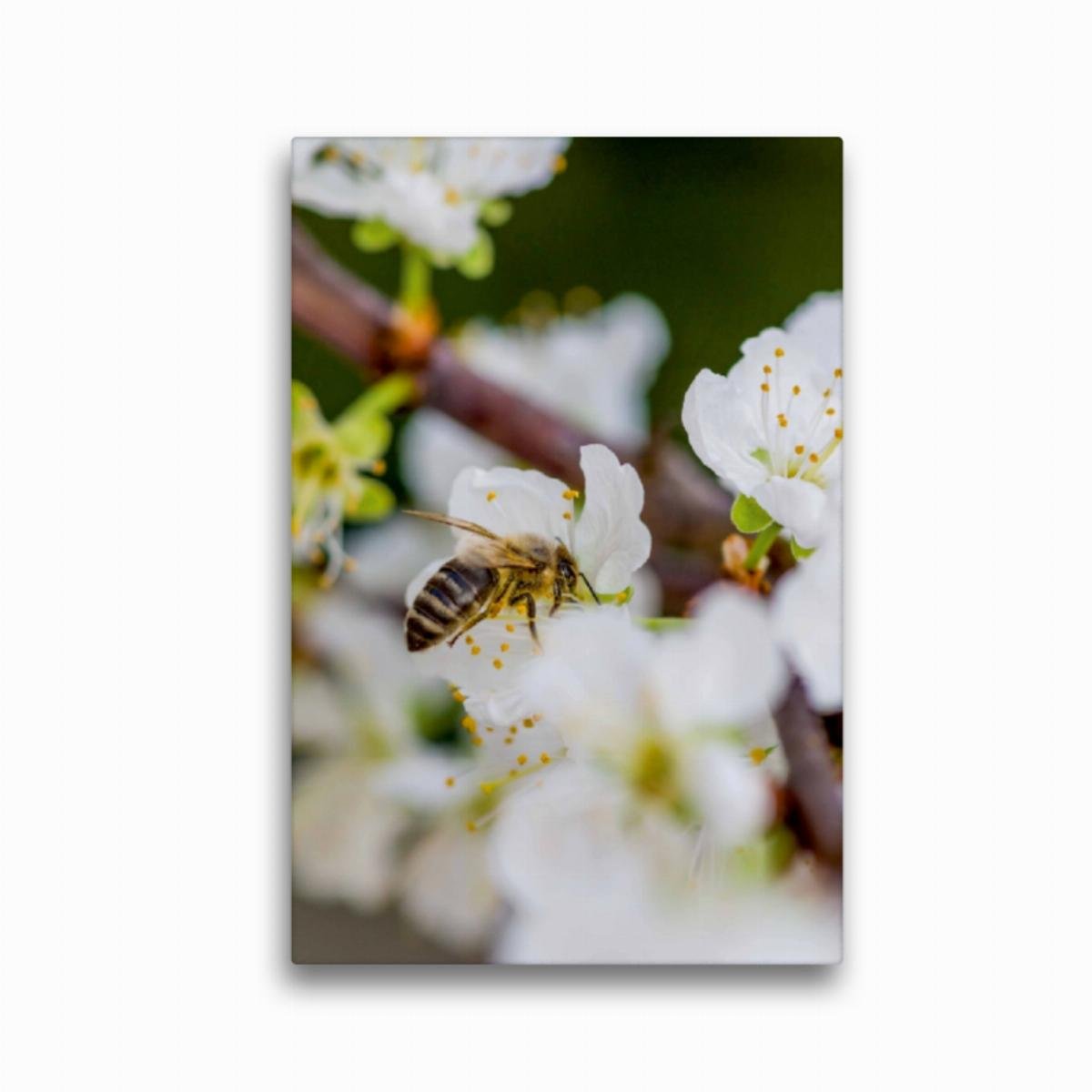 Premium Textil-Leinwand 30 x 45 cm Hoch-Format Biene auf Obstblüten | Wandbild, HD-Bild auf Keilrahmen, Fertigbild auf hochwertigem Vlies, Leinwanddruck von Mark Bangert