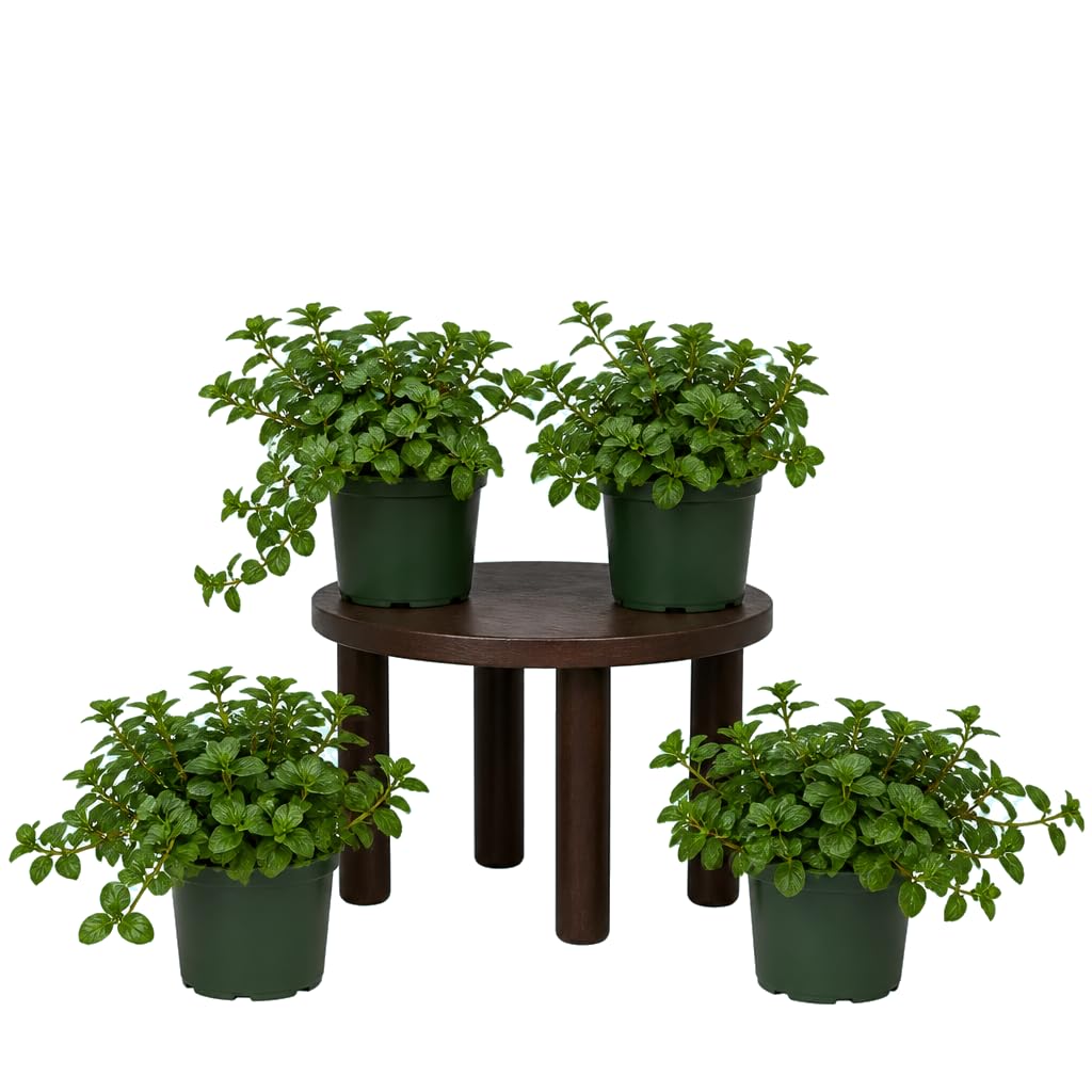 Menta Inglesa Mentha Piperita | Conjunto de 4 Plantas | 25-30 cm de Altura | para Espacios Luminosos | DECOALIVE
