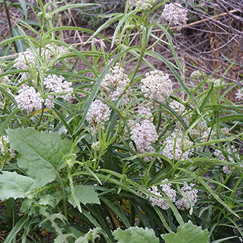 Asclepias Fascicularis Seeds Narrowleaf Milkweed, Narrow-Leaf Milkweed Flowering Perennial Attracts Butterflies Deer Resistant Border Outdoor 25Pcs Flower Seeds By Yegaol Garden #TOP4