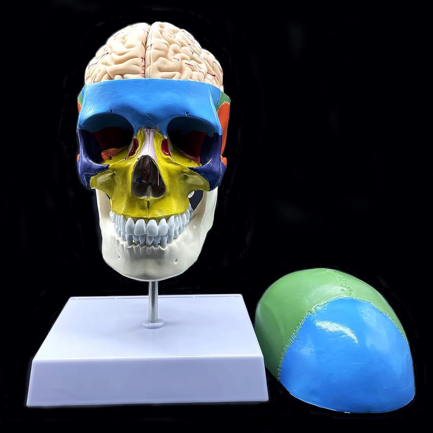 Modello anatomico del cranio umano con cervello e vertebra cervicale, a grandezza naturale, partizionato per insegnamento in aula scientifica, strumento educativo per studi di anatomia