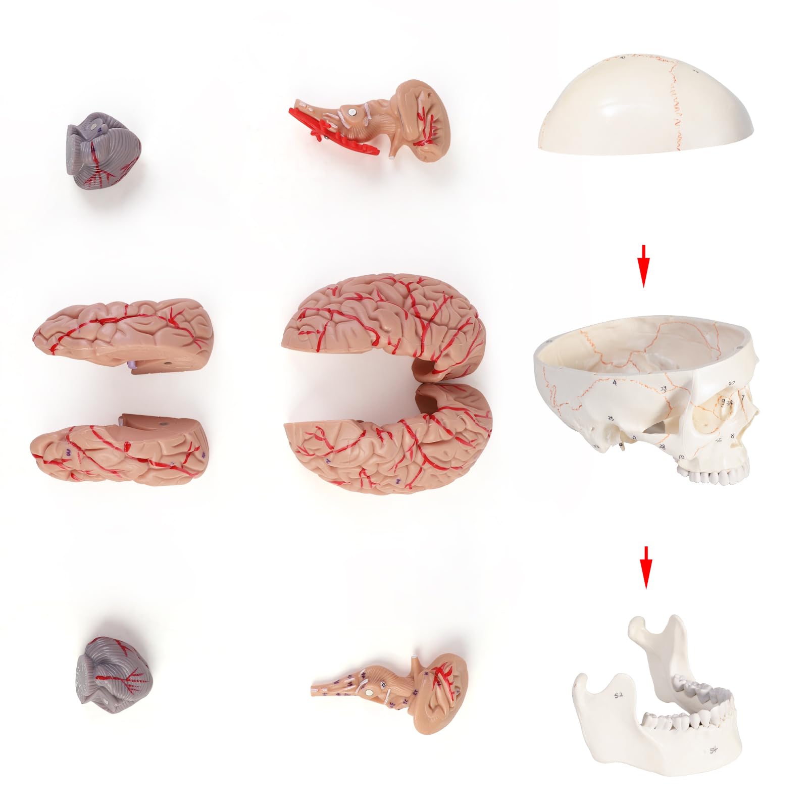ERWEY Modello anatomico del cervello del cranio, modello anatomico della testa umana con cervello e scrittura incisa laser, dimensione naturale, cranio adulto umano staccabile con 8 parti