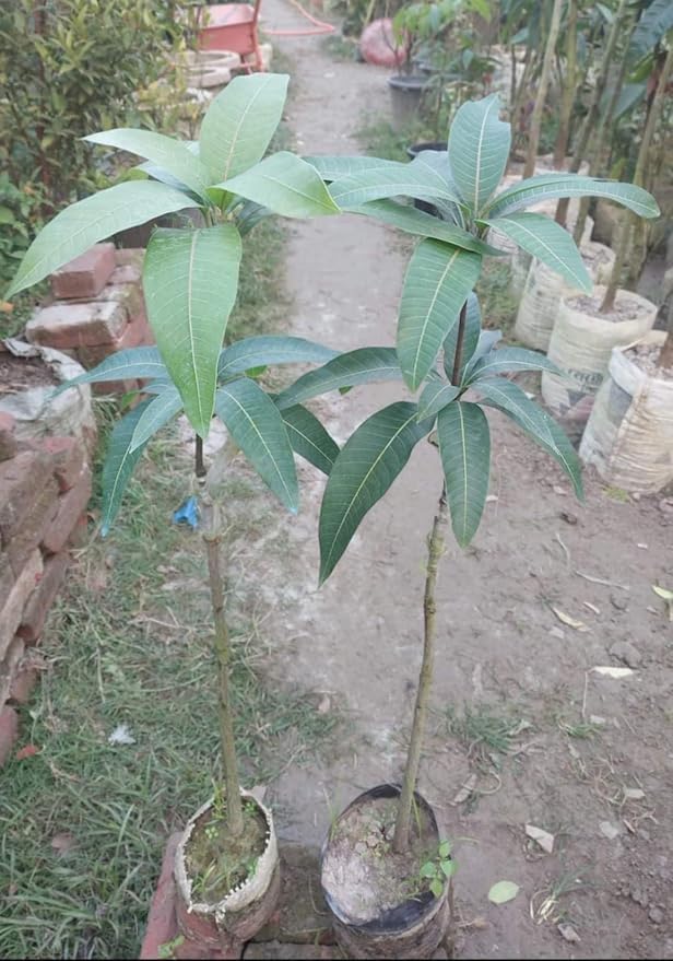 Fresh Testy "Chaunsa Grafted Mango" Plant_Healthy & Hybride Live Plant_Hight 1-1.5Feet_For Home Garden_Pack of 1 1