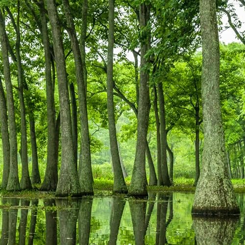 Nature Sleep Story: Wonder of Trees