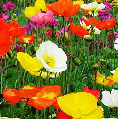 Creative Farmer Flower Seeds : Papaver(Iceland Poppy)-Mixed Planting Flowers Garden Seeds To Plant Garden [Home Garden Seeds Eco Pack] Plant Seeds (B078RG2FNB) Amazon Price History, Amazon Price Tracker