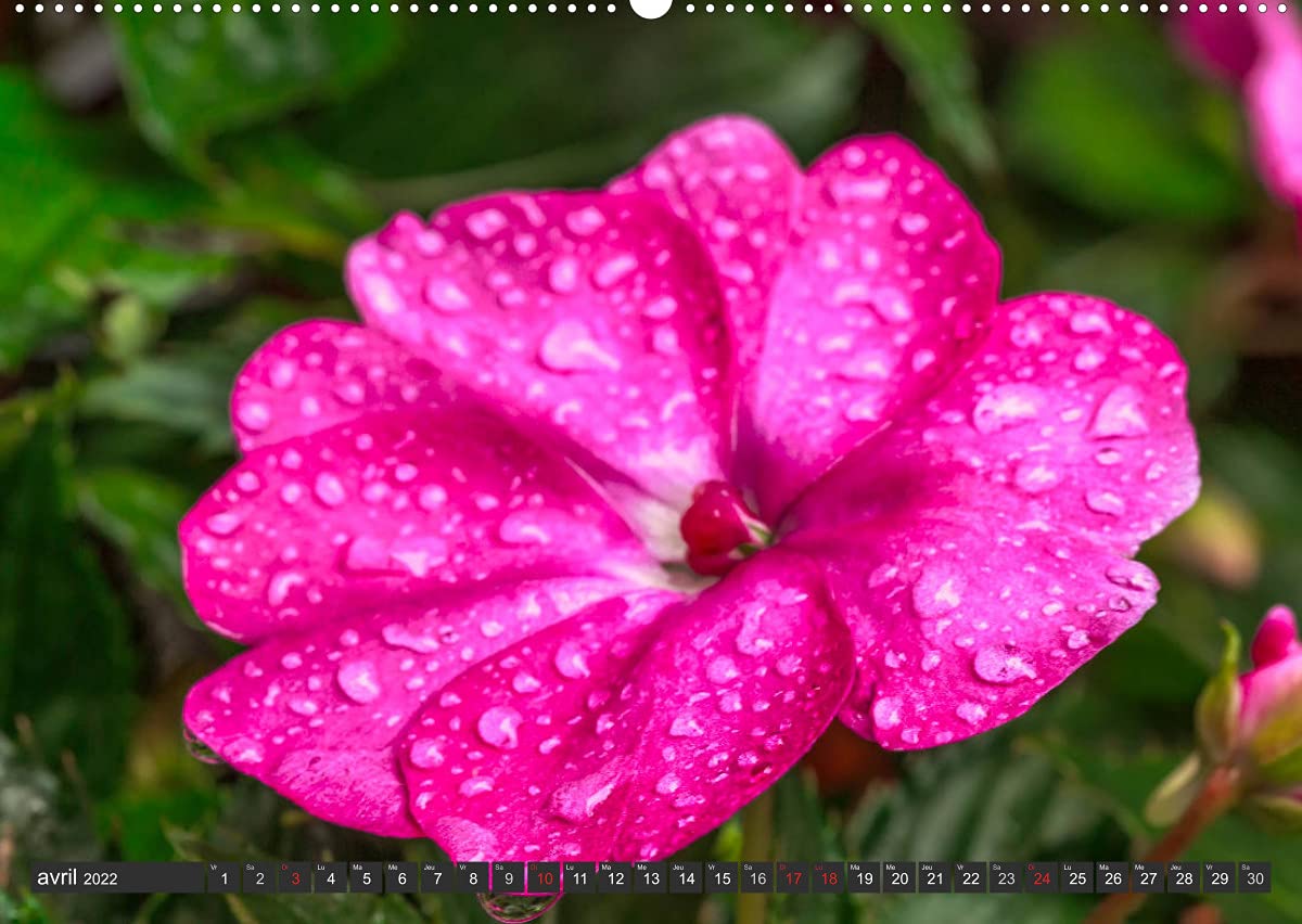 Contemplation florale (Premium, hochwertiger DIN A2 Wandkalender 2022, Kunstdruck in Hochglanz): La contemplation d'une fleur est un des premiers ... de notre âme. (Calendrier mensuel, 14 Pages )