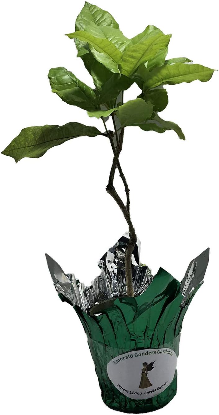 Purple Queens Wreath, Sandpaper, Bluebird Vine - Petrea volubilis - Live Plant - Lavender Flower - 8 to 12 Inches Tall - 4 Inch Pot