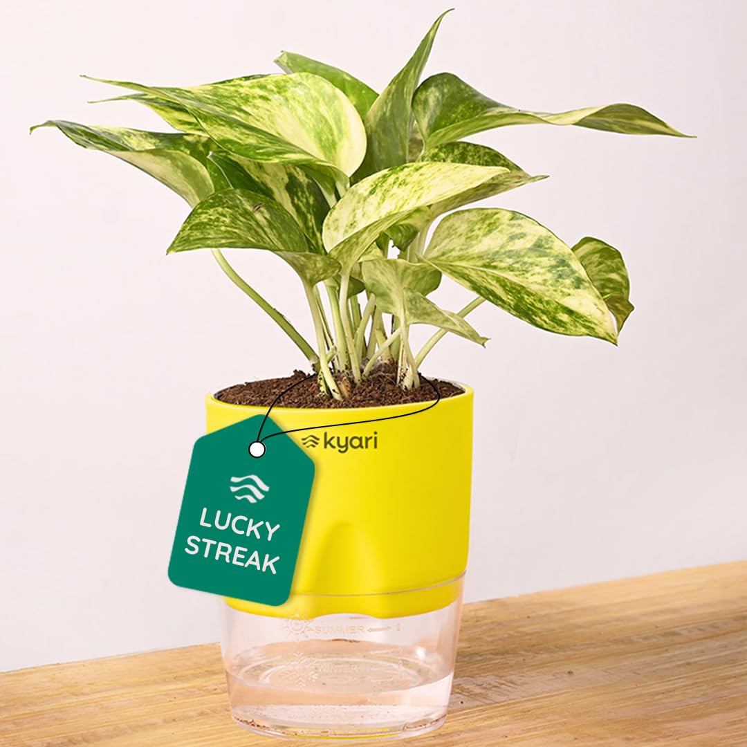 Good Luck Money Variegated Live Plant with Green Self Watering Pot - Small 4 Inch