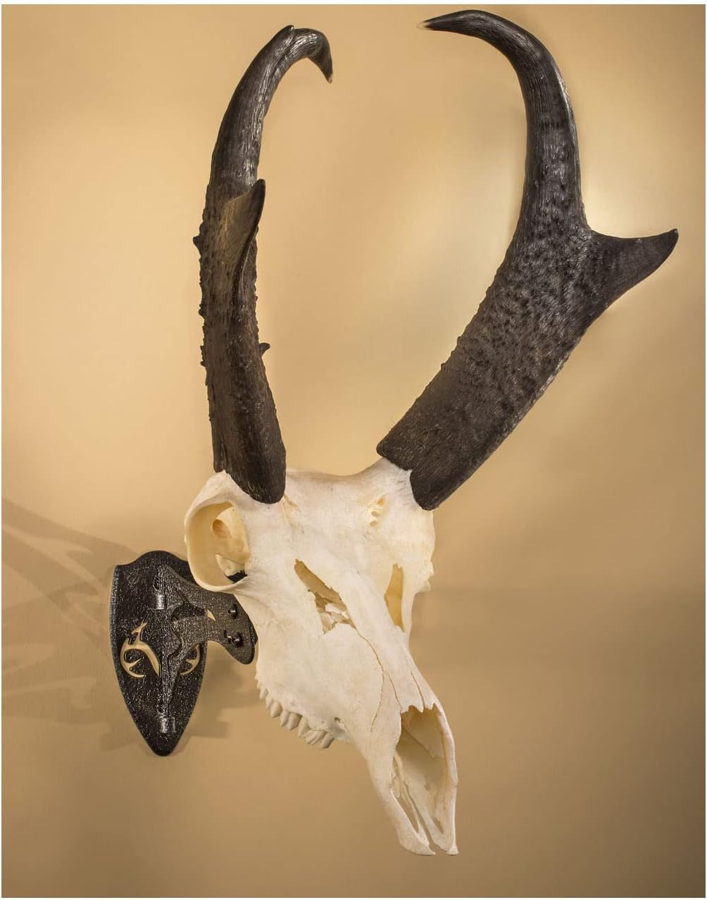 Skull Hooker Realtree Edition Little Hooker Trophy Mount - Perfect Kit for Hanging and Mounting Hogs, Aoudad, Alligator, Black Bear Skulls for Display - Available in Graphite Black and Robust Brown