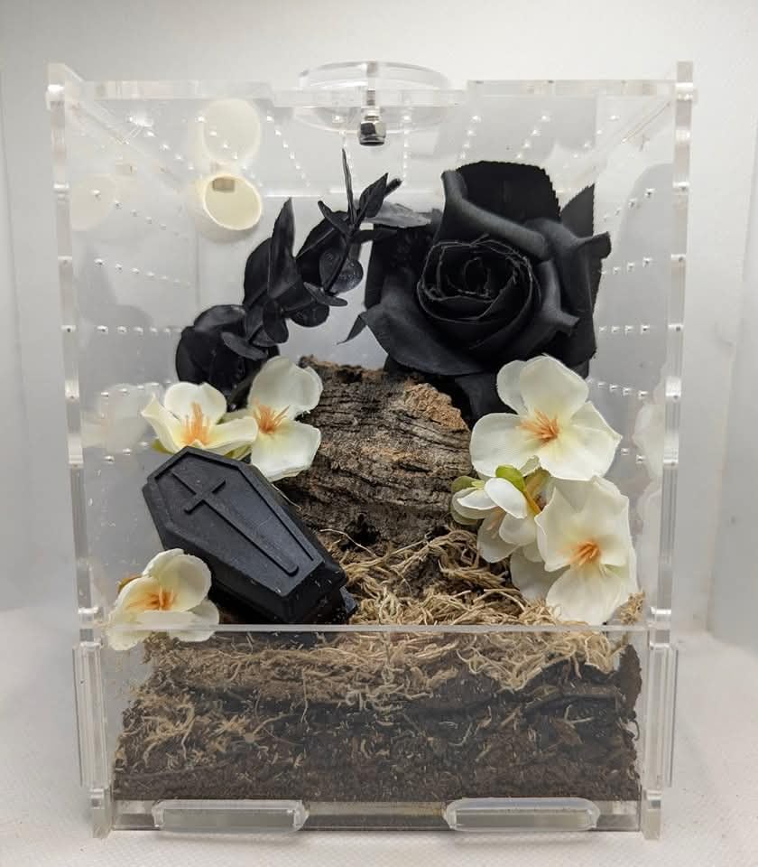 Jumping Spider Enclosure Full Setup with Decor included! Suitable for Slings, pet spider, front opening, very secure 10cm X 12cm X 15cm Kit (Black Rose)
