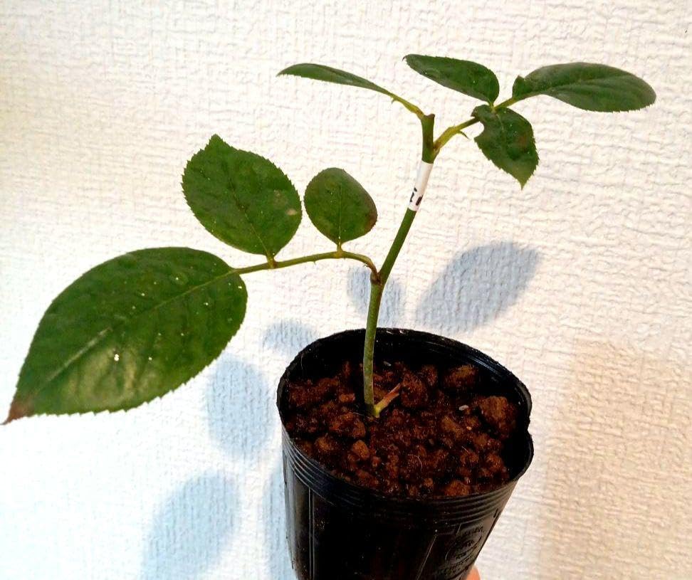 Amazon.co.jp: バラ苗 海外種 シュートあり 四季咲き 挿し木苗